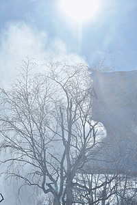冬天雪地树丛雾凇