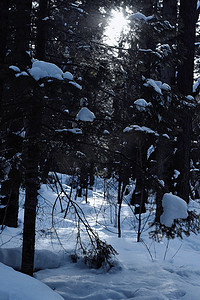 冬天雪地树丛