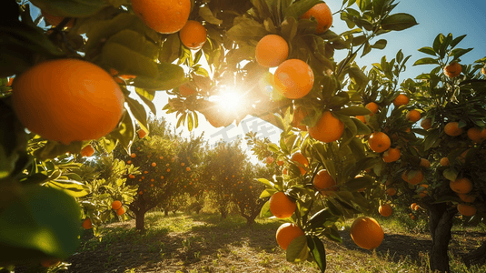 红心火龙果树摄影照片_橘子在果园的树上开花阳光映衬着