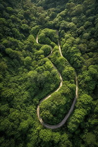 航拍俯视江苏省南京市江宁区谷里绿色竹林中弯曲的道路