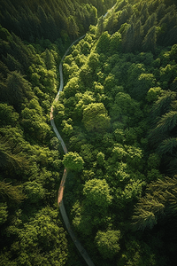 航拍俯视江苏省南京市江宁区谷里绿色竹林中弯曲的道路