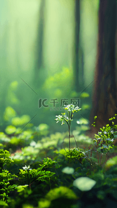 森林背景图片_森林绿色植物小花朵