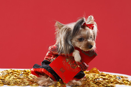 金币红包摄影照片_可爱的约克夏犬