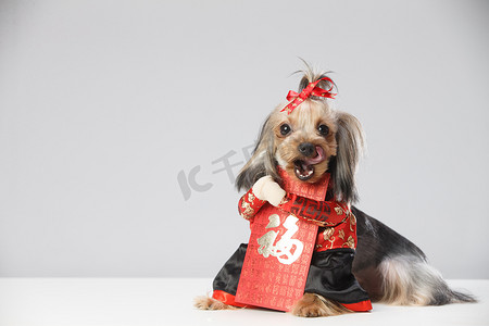 拜年狗摄影照片_约克夏犬和红包