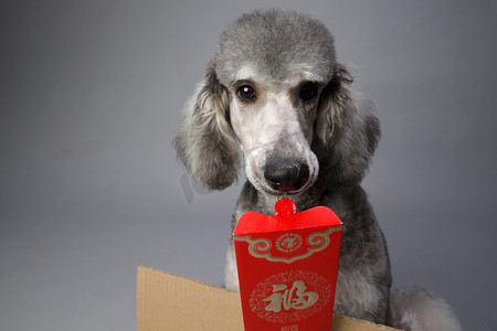 拜年狗摄影照片_可爱的贵宾犬和红包