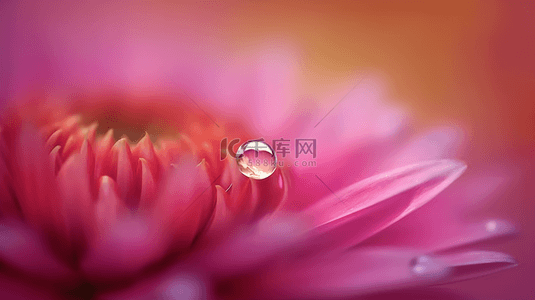 精致粉色背景图片_晶莹剔透的露珠和精致粉色花瓣