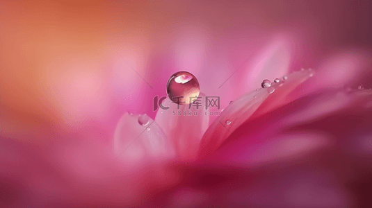 晶莹剔透的露珠和精致粉色花瓣