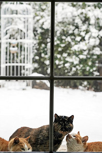 大雪窗户摄影照片_雪后私家庭院里的猫