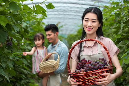 葡萄大棚摄影照片_东方家庭采摘葡萄