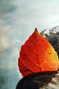 石头素材摄影照片_淋过雨的红叶