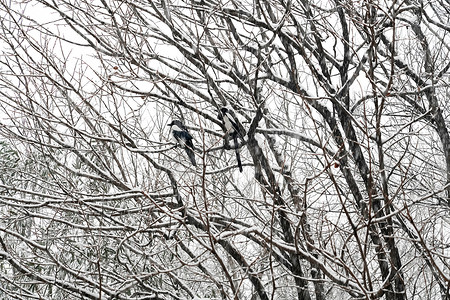 大雪中树枝上的喜鹊