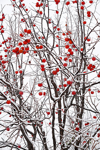 橙色果树摄影照片_雪中的柿子树
