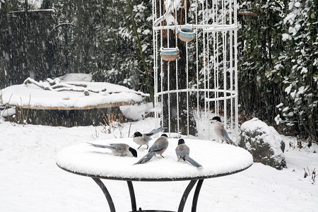 喜鹊摄影照片_雪中私家花园里的喜鹊