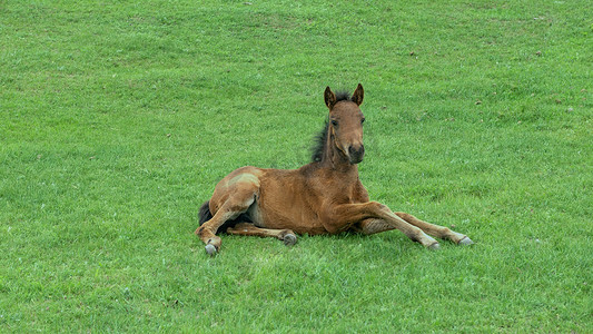 草原马匹摄影照片_内蒙古草原马匹植被夏季景观