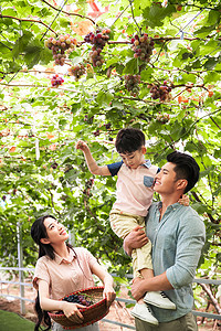 葡萄大棚摄影照片_幸福家庭在采摘葡萄