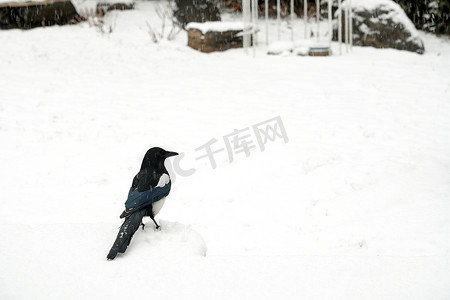 喜鹊摄影照片_大雪中雪地上的喜鹊