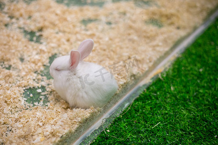 可爱萌宠兔子摄影照片_兔子陪伴萌宠动物毛茸茸