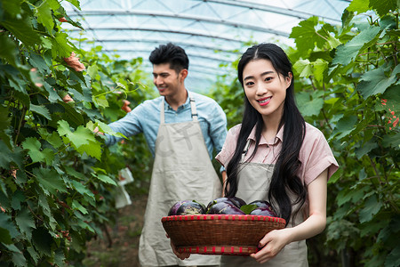 葡萄大棚摄影照片_东方夫妻在大棚采摘