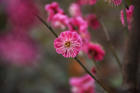 腊梅细节红色热烈