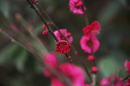 腊梅细节红色热烈