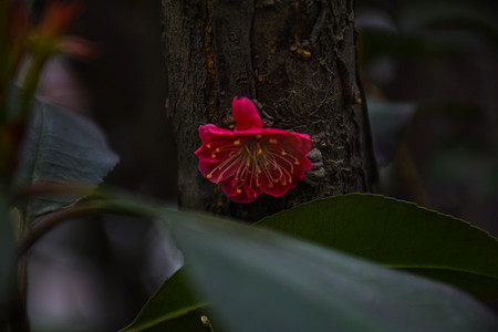 腊梅细节红色热烈