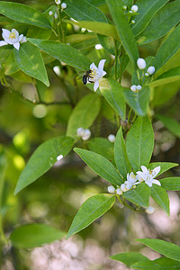 蜜蜂授粉的橙树花