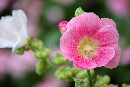 芙蓉王烟盒摄影照片_粉红蜀葵 (Althaea rosea) 开花