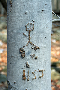 树上雕刻的人体简笔画