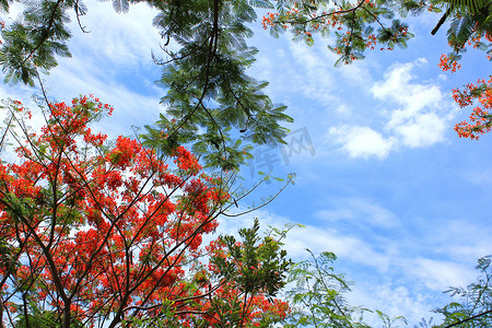 火焰树花 (Poinciana) 在蓝天背景下开花