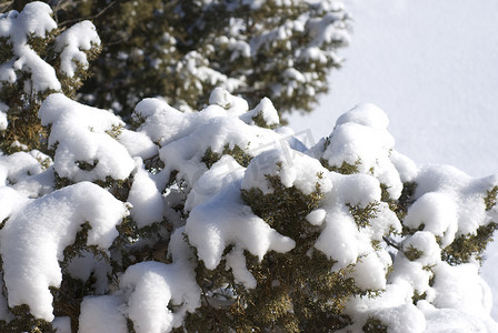 雪覆盖着雪松树的新鲜雪花