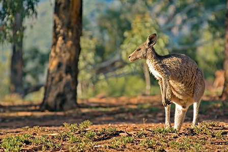 赤颈袋鼠摄影照片_澳大利亚袋鼠
