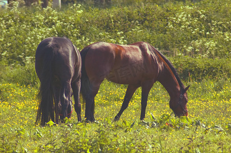 草地上的两匹棕色马