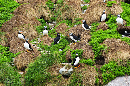 鸟筑巢摄影照片_新芬兰岛海鹦筑巢