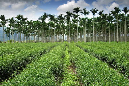 茶农的路向槟榔树前进