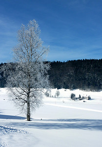 冷淡摄影照片_在山的冷淡的树