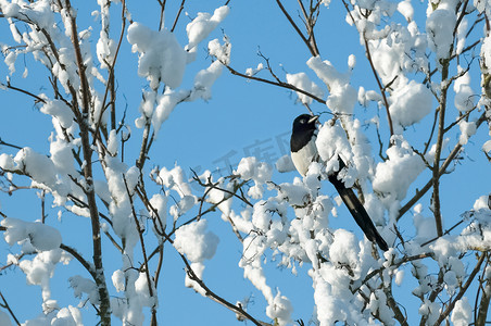 雪中​​的喜鹊