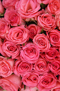 一群粉红玫瑰