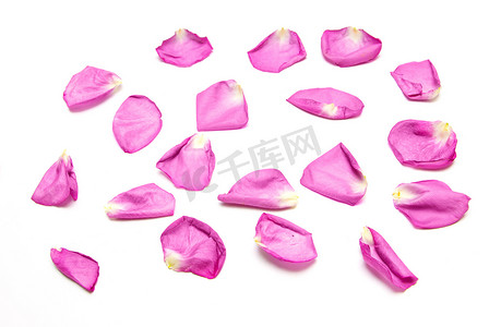 飘落的粉色花瓣摄影照片_白色背景上的粉色玫瑰花瓣