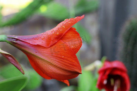 白色背景水珠摄影照片_赤色孤挺花绽放雨后的水珠