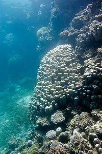 埃及红海底部的珊瑚礁和 grat porites 珊瑚 - 水下照片