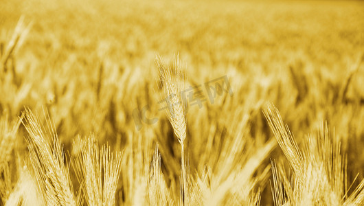 金色小麦大田玉米栽培