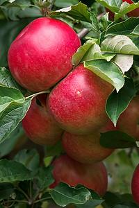 树上成熟的苹果