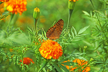 橙色万寿菊或万寿菊花上的蝴蝶，用于良好的 l