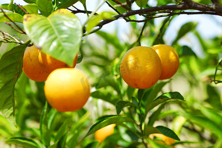 简体中文标题柑橘树