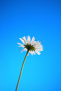 夏日蓝天下贝里的雏菊