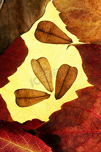 秋叶组成的画框金色透明