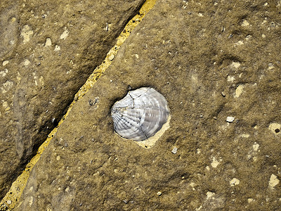贝壳摄影照片_化石贝壳