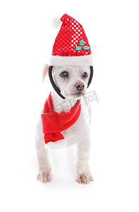 戴着圣诞头带和围巾的宠物狗