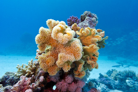 蓝色水背景下埃及红海底部黄色软珊瑚肉质珊瑚礁