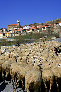 西班牙村庄的羊群和山羊群